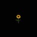 Autor: Night sunflower | VE | Desde Dic/2022