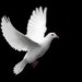 Autor: Hector Flandrin Fomba | ES | Desde Ago/2015 Autor: Hector Flandrin Fomba | ES | Desde Ago/2015